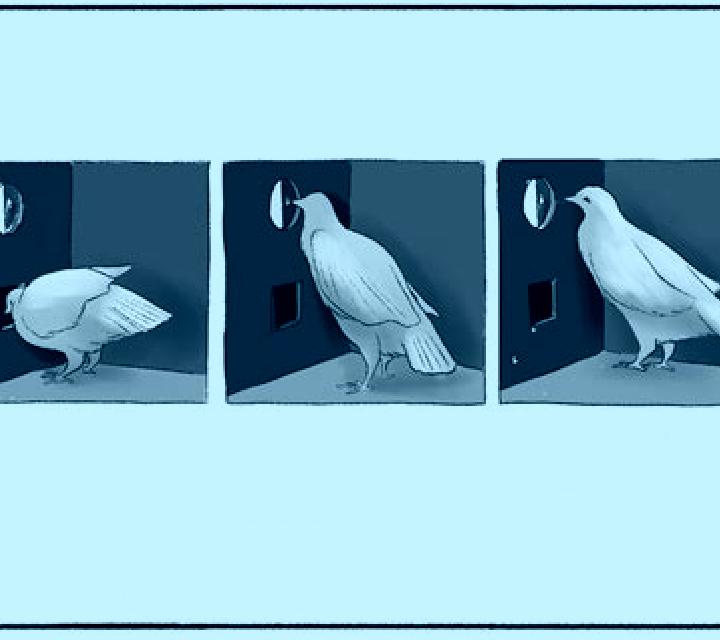 Where Pigeons Dare slot machine