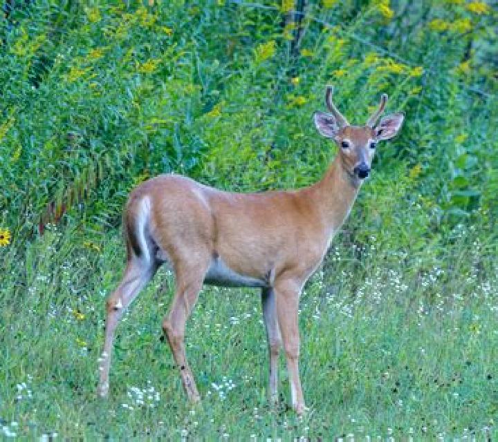 White Deer online slot
