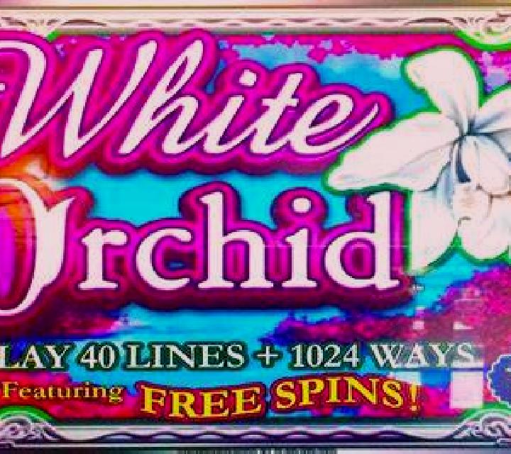 White Orchid online slot