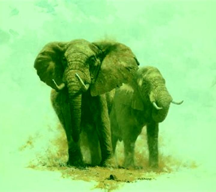Wild Adventure Big 5 Elephant Edition slot