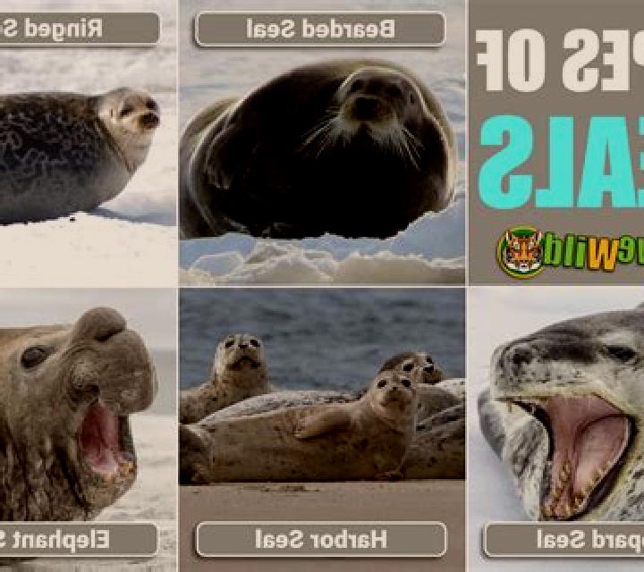 Wild Seal online slot