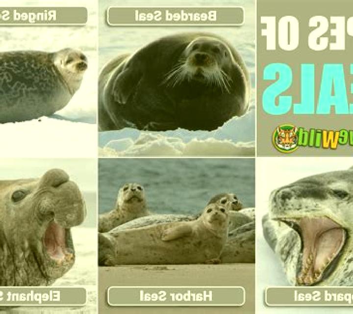Wild Seal slot game