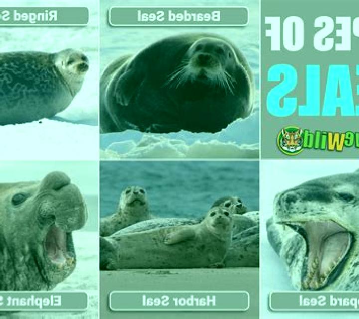 Wild Seal slot machine