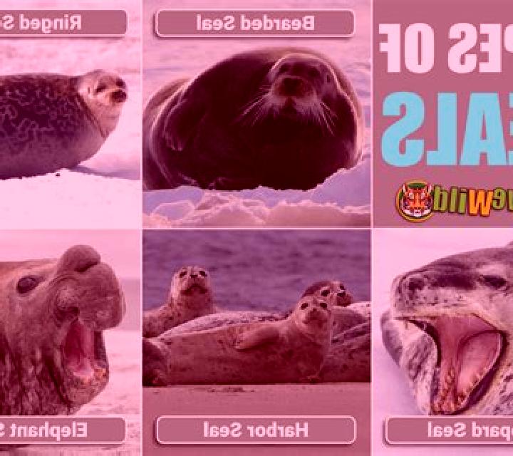 Wild Seal slot