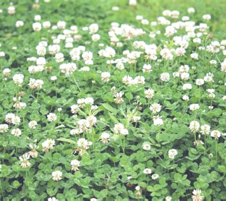 Wild Sticky Clover slot game